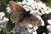 Erebia epiphron